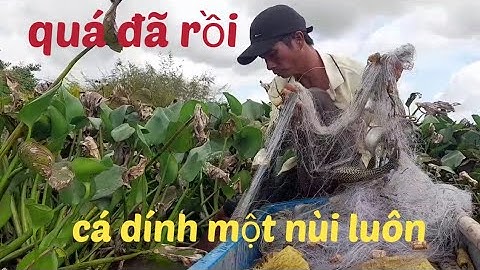 @ giăng lưới bao bãi trống nhỏ xíu mà cá thác lác, cá tra dính mê luôn cả nhà