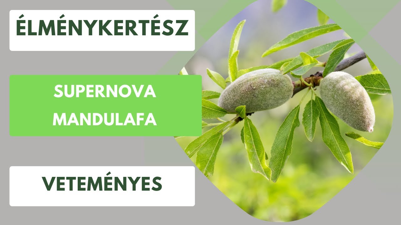 Milyen mandulafára esett a választásom?🌳