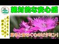 ダイアンサス（ナデシコ）（ピンク～色彩のリラックス効果）｜1ダースの色えんぴつシリーズ（ヒーリング&リラクゼーション）@oto-ebox