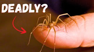 What Happens if a Brown Recluse Bites You?