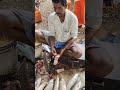 fish market #LocalMarket #FishCleaning #SeafoodLover #FreshCatch #MarketLife #VillageLife #DailyLife