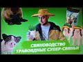 Свиноводство. Травоядные супер-свиньи.