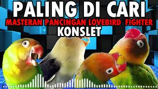 MASTERAN PANCINGAN LOVEBIRD FIGHTER KONSLET PALING DI CARI