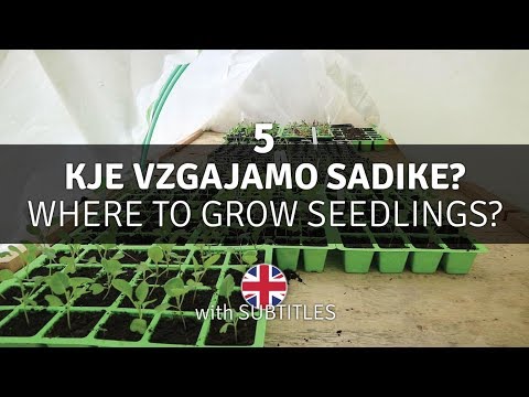 Video: Gojenje Sadik Jajčevcev
