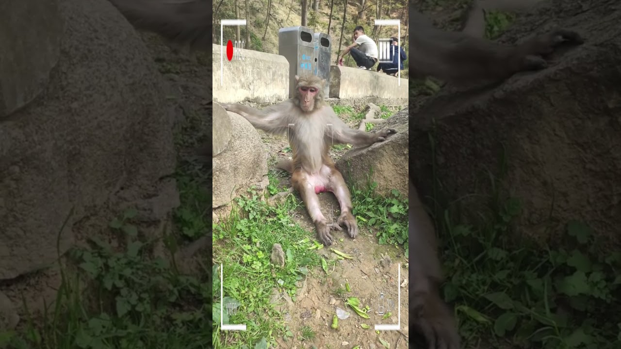 Funny Monkey | Monkey eating | Monkey play | Monkey show | SRKH Monkey