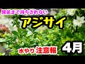 ◆水やりだけは気をつけて!【紫陽花】芽吹きの4月の様子と注意点🌱