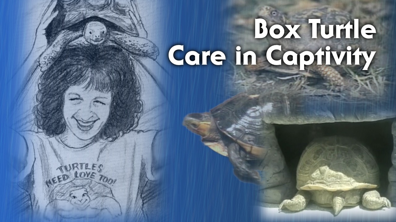 Box Turtle Care in Captivity - YouTube