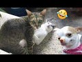 Funniest cats and dogss   best funny animals 2024 8