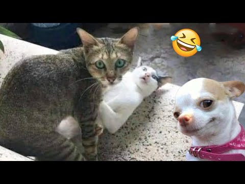 Funniest Cats And Dogs Videos Best Funny Animal Videos 2024 7