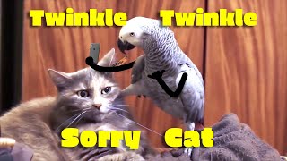 Download Lagu Twinkle, Twinkle - Sorry Cat MP3