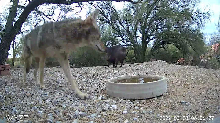 1 Javelina & 5 Coyotes