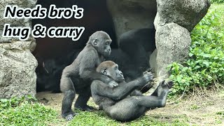 Cute little gorilla Ringo needed big brother's hug and carry / 小Ringo想要哥哥的抱抱跟背背