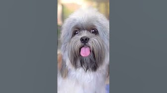 라사압소 - Youtube