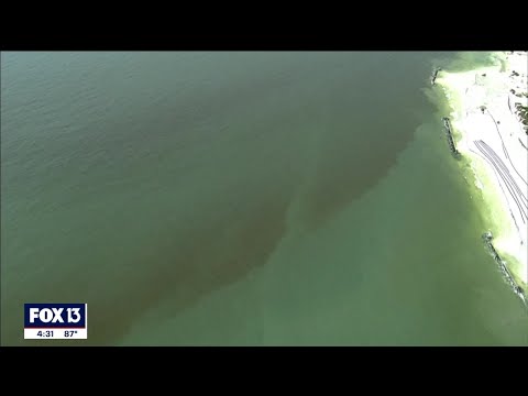 What is Florida's red tide, and where does it come from?