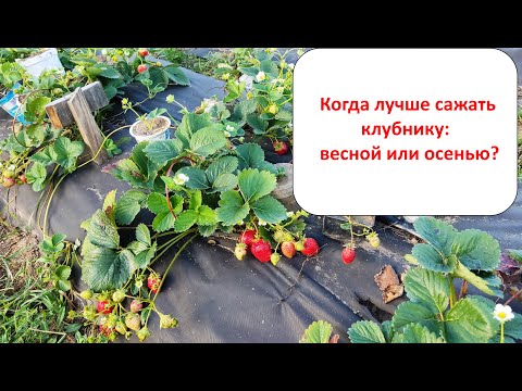 Когда лучше сажать клубнику. Оптимальное время для посадки клубники.
