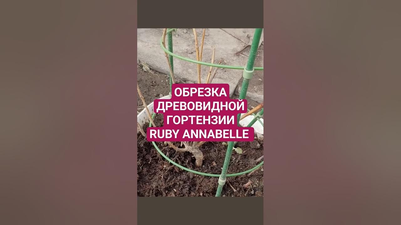 Обрезка древовидной гортензии Ruby Annabelle (Руби Анабель) - YouTube