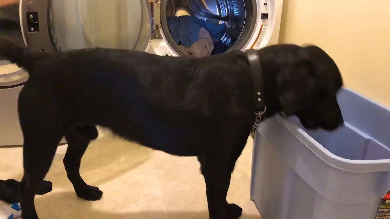 Service Dog Helps With Laundry YouTube