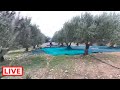 Harvest time for the olive trees - Takis Shelter