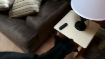 Doberman security system - motion detection