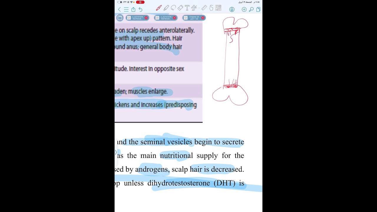 فسلجة وزارية | male reproductive system الجزء الثاني والاخير