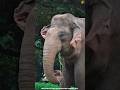 Why Elephants Remember the Dead?🐘#shorts