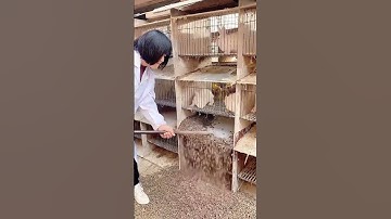 Rabbit cage cleaning process