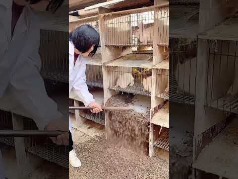 Rabbit cage cleaning