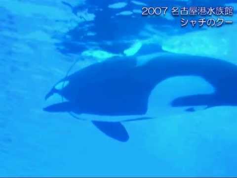 2007名古屋港水族館シャチのクー