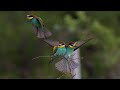 Arıkuşu   |  European Bee-eater