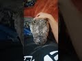 Crocodile Asks For Belly Rubs Crocodile Asks For Belly Rubs