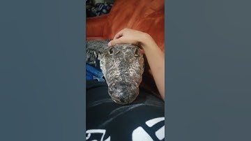 Thumbnail of Crocodile Asks for Belly Rubs!
