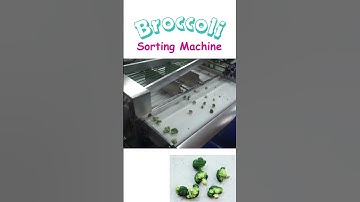 Broccoli Sorting Machine (by size) Vegetable Grading Sizer Sorter
