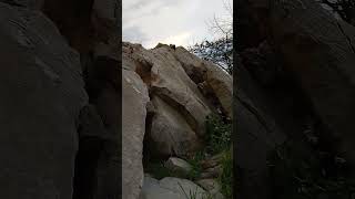 A Abundância De Abelhas Na Mata