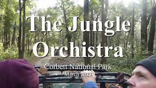 The Jungle Orchestra playing in the Sal Forest of Corbett National Park