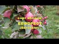 Сорт яблони - Бефорест (Beforest)