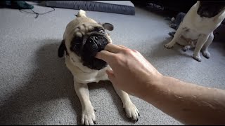 Stanley Is On The Mend!
