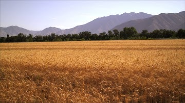 Slow panning shot of wheat field with mountains.