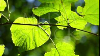 Sunlight through the spring leaves