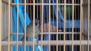Burung Flamboyan Gacor - Masteran Sakti Untuk Burung Murai Juara