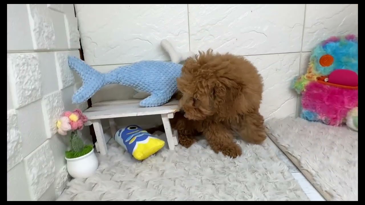 202909トイプードル🐶 - YouTube