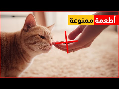 فيديو: 5 علامات أن القط يعشقك