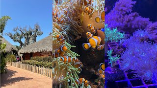 VLOG: Aquarium. Loro Park zoo. Canary Islands. Аквариум. Разные рыбки. Зоопарк.