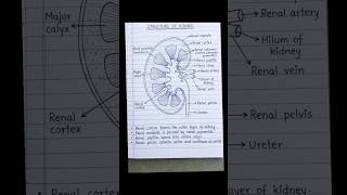 #anatomy  drawing 🩺 #biology #neet #structure of kidney #lungs #digestivesystem  #shortvideo #shorts