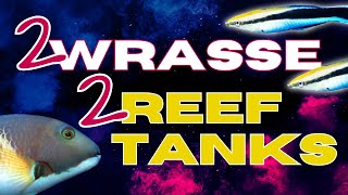 SHOWCASE REEF TANKS !!...These 2 WRASSE Need Amazing Displays