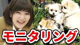 【モニタリング】犬の動くぬいぐるみを本物の犬と対面させたら面白い反応が！ 【クレーンゲーム】