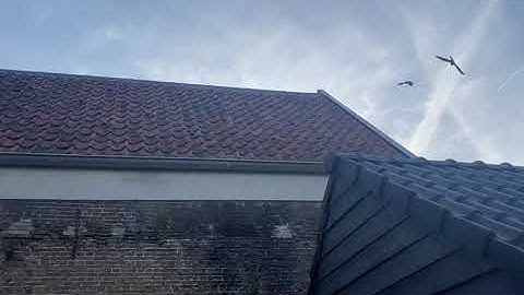 Succesvolle mitigatie van gierzwaluw