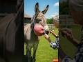 Grandma Cures Donkey's Inflamed Face! #animalrescue #funny #animalcare #wildliferescue #shorts #usa