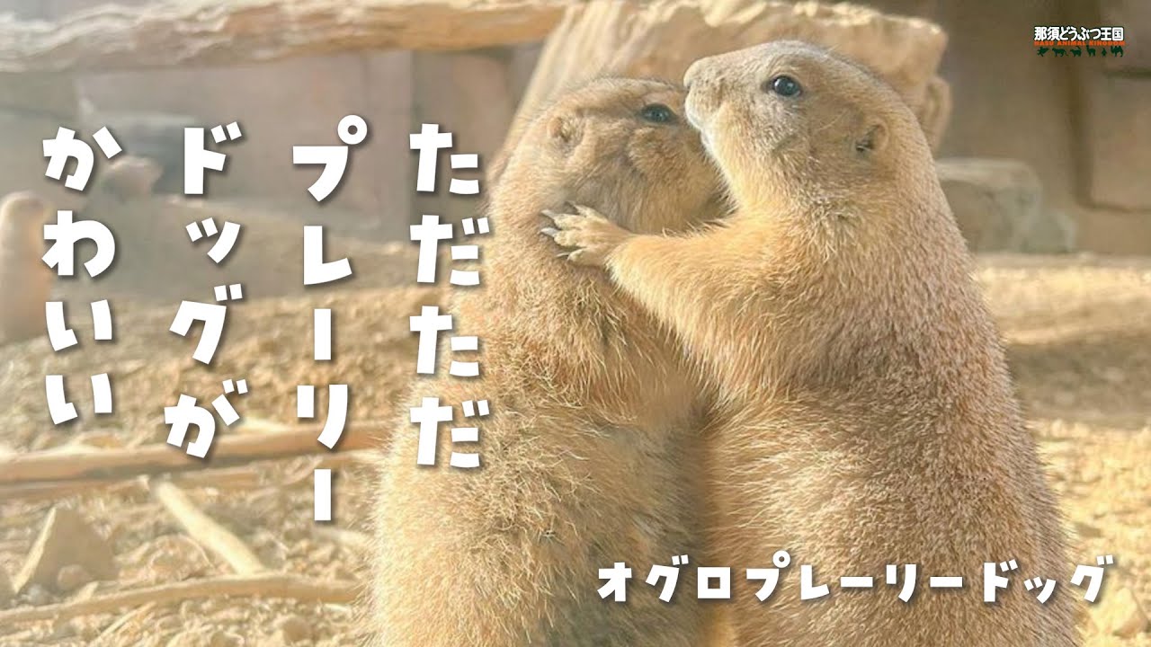 オグロプレーリードッグ ただただプレーリードッグがかわいい Prairie Dog They Are Just Sooooooo Cute Youtube オグロプレーリードッグ ただただプレーリードッグがかわいい Prairie Dog They Are Just Sooooooo Cute Youtube