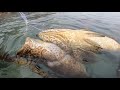 Big grouper | Catch and Sell