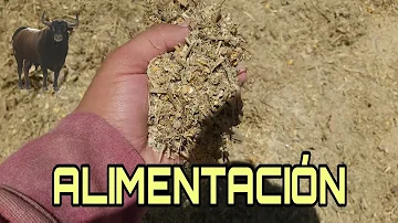 ¿Qué grano comen las vacas?